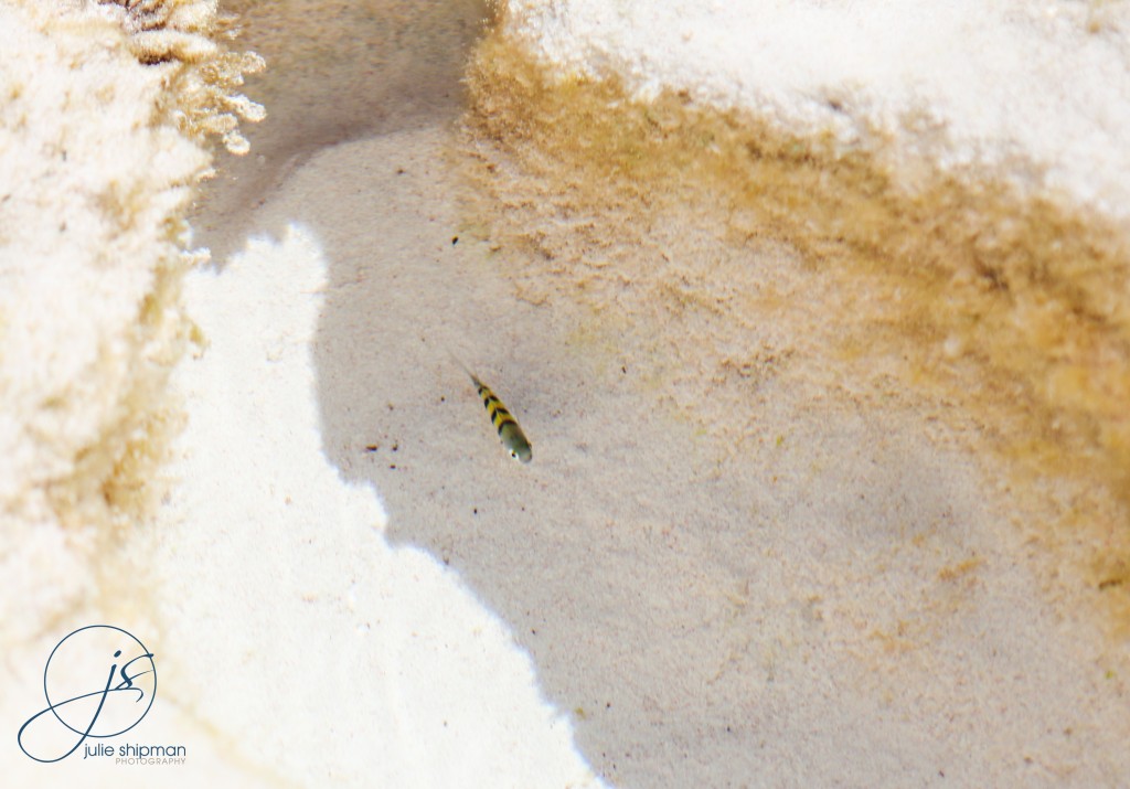 A beautiful minnow in a clear tide pool at Pink Sands Beach on Harbour Island, Bahamas
