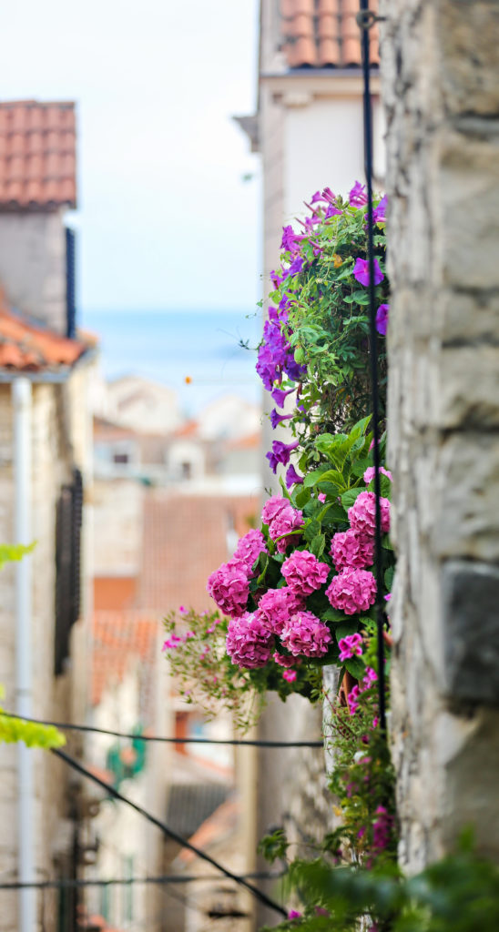 Gorgeous flowers abound on the islands, here in the streets of the bustling tourist town of Hvar. 