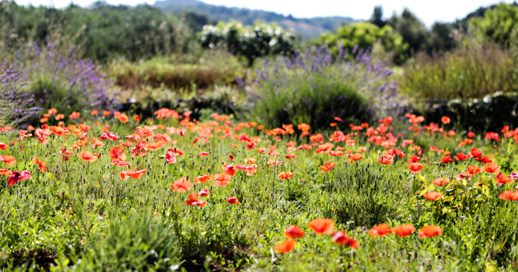 Poppies and lavendar everywhere ~ Stunning!